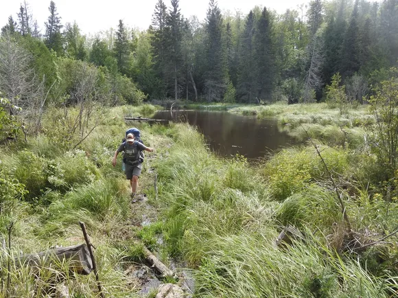 A person with a backpack hikes along a beaver dam near a beaver pond surrounded by forest.