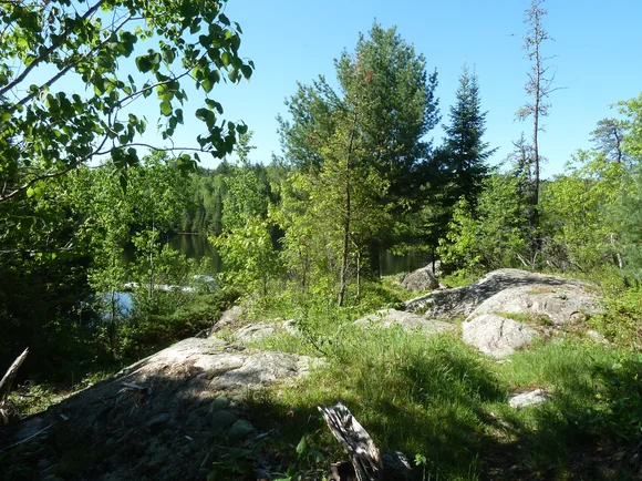 A view of a lake through the trees