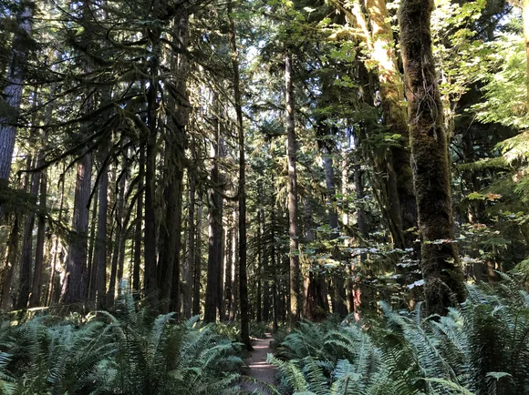 A trail leads through an old growth forest surrounded by ferns.