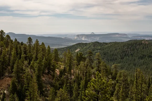 Forested hills with rock formations in the background